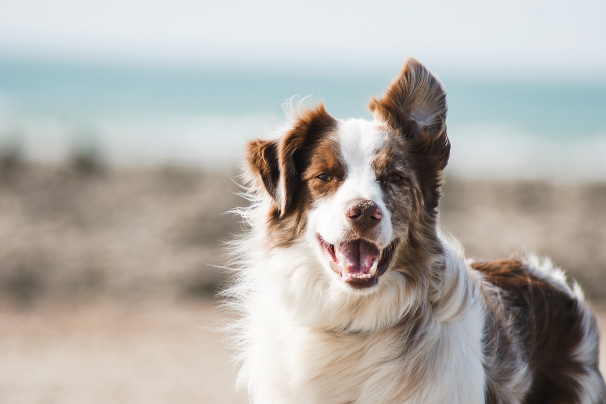 Professional dog trainer with dogs at wedding venue