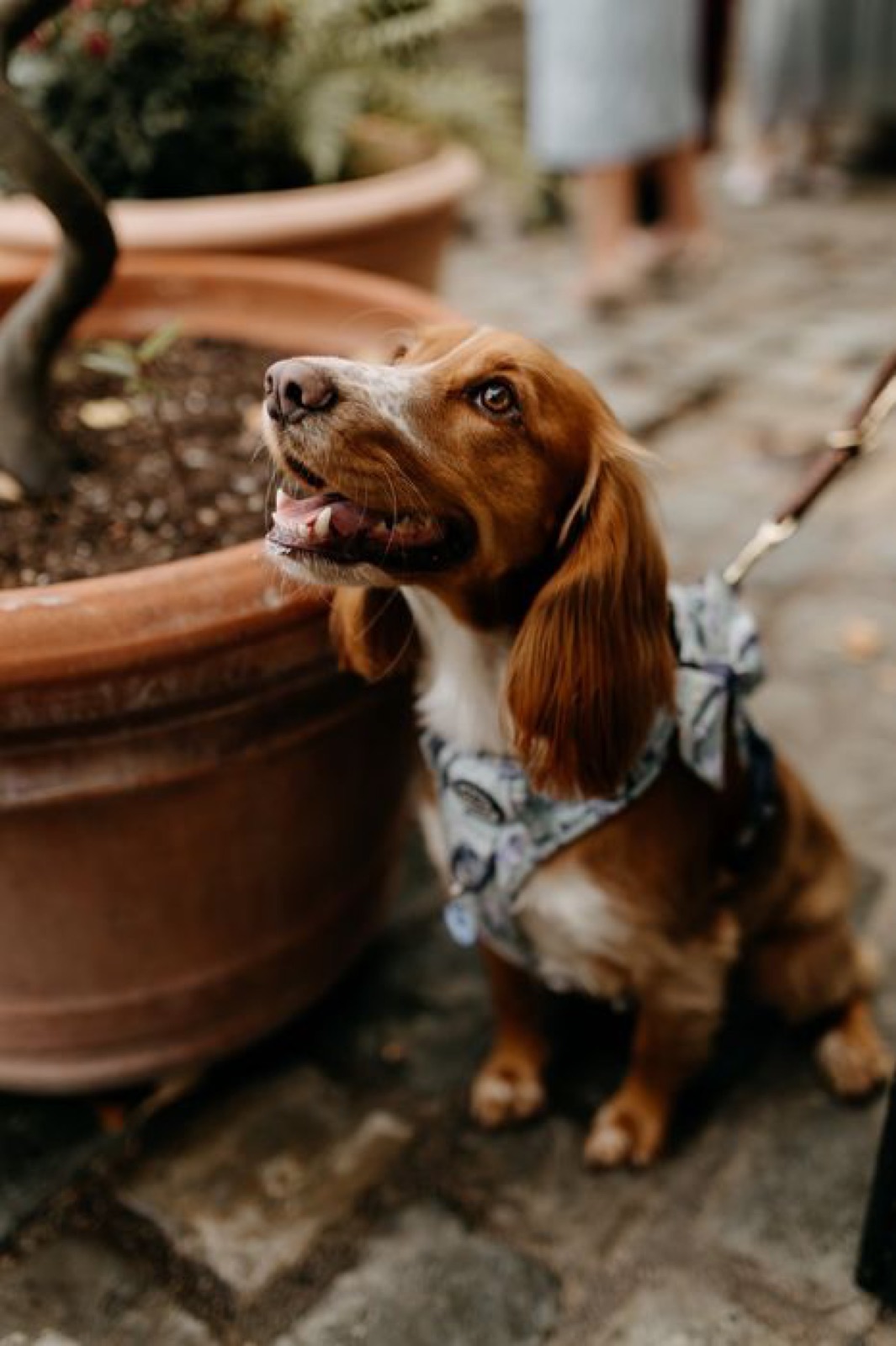 Wedding Highlights — wedding dog chaperone photo album