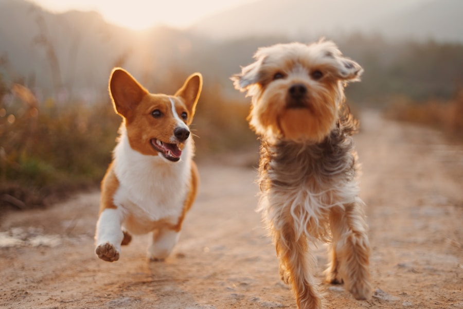 Dog at wedding photo session